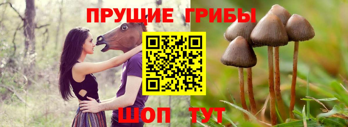 Псилоцибиновые грибы мицелий Буйнакск